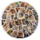 Adesivos Capybara, 60 peças para adultos e crianças, vinil impermeável