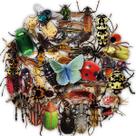 Adesivos Insect Anime Cartoon 50 peças de PVC impermeável para água