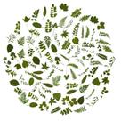 Adesivos OBUJOPAL 100 un. Folha Verde 5x5 cm PET