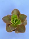Aeonium Nobile Suculenta