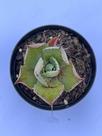 Agave Parrassana 7cm suculenta