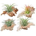 Air Plant Holders ANPHSIN Conch Sea Shell 10-12 cm, pacote com 4
