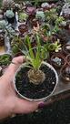 Albuca Spiralles