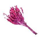 Alecrin Rosa Desidratado Alecrin Rosa Desidratado