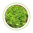 Alface crespa leticia - 5 mx