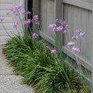 Alho-social - Tulbaghia violacea - Planta Herbácea Perene para Paisagismo