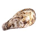Almofada Conchas Frutos do Mar Estrela Vieira Mexilhao Ostra Caracol Realista Engraçada Macia