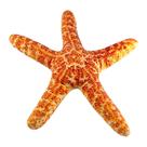 Almofada Conchas Frutos do Mar Estrela Vieira Mexilhao Ostra Caracol Realista Engraçada Macia
