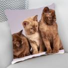 Almofada Decorativa Cheia c/ Zíper 40x40 Gatos Cat Felino Almofada Decorativa Cheia c/ Zíper 40x40 Gatos Cat Felino