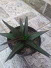 Aloe black gem pt 11