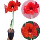 Amarílis Vermelha Tulipa Brasil Açucena Flor Da Imperatriz