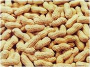 Amendoim Runner Com Casca Crú 1 kg