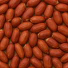 Amendoim Selecionado Runner Cru Com Pele Sem Casca Alta Qualidade 100g Amendoim Selecionado Runner Cru Com Pele Sem Casca Alta Qualidade 100g