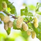 Amora Branca - Morus alba - Planta Frutífera Amora Branca - Morus alba - Planta Frutífera
