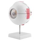 Ampliação 6X do modelo Eyeball Model Fafeicy para educação científica Ampliação 6X do modelo Eyeball Model Fafeicy para educação científica