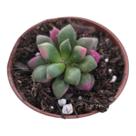 Anacampseros Ruffens Variegata pote 9