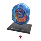 Anatomia da Célula Animal - 4D MasterMed