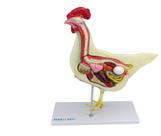 Anatomia da Galinha em 6 Partes