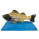 Anatomia do Peixe , Dividido em 6 Partes