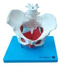 Anatomia Esqueleto Pélvico Pelve Útero 7 Partes
