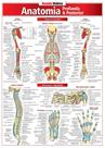 Anatomia Profunda e Posterior - Barros Fischer & Associados