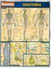 Anatomia