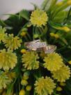 Anel prata 925 com ouro 12 k geometrico Anel prata 925 com ouro 12 k geometrico