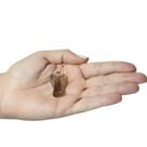 ANJO QUARTZO FUMÊ - (2,5 a 3,4)cm