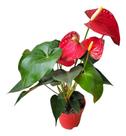 Antúrio A Planta do Amor e da Hospitalidade para sua Sala