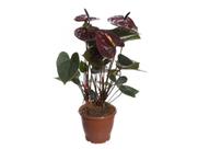 Anturio Chocolate Rubro Planta Natural pote 19