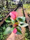 Antúrio Rosa - Planta Ornamental em Pote 5