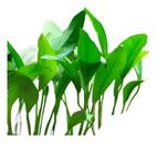 Anubia Angustifolia Chácara Takeyoshi Plantas Para Aquário