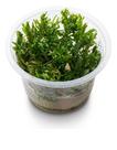 Aquaplante Plantas In Vitro - Didiplis Diandra