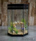 Aquário Beteira Octogonal Decorado peixe Betta 5,5l Grande espaço