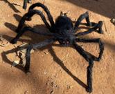 Aranha Grande Peluciada Gigante Halloween(75cm/1.20metros) Aranha Grande Peluciada Gigante Halloween(75cm/1.20metros)