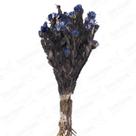 Arapurama Azul Vitória Desidratado Buque Flores Secas