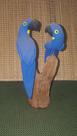 Arara azul