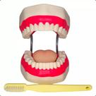 Arcada Dentária Gigante Com Língua E Escova - 32 Dentes