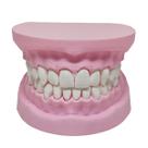 Arcada Dentária Modelo 3D Dente Gengiva Boca Anatomia