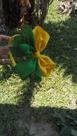 Arco Da Copa verde e amarelo
