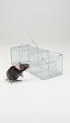 Armadilha Gaiola Para Capturar Ratos e Camundongos