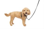 Arnês para cães PetSafe 3 em 1 sem puxar para cães pequenos, preto
