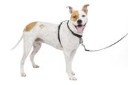 Arnês para cães PetSafe 3 em 1, sem tração, reflexivo, preto, médio Arnês para cães PetSafe 3 em 1, sem tração, reflexivo, preto, médio