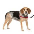 Arnês para cães PetSafe Easy Walk No-Pull pequeno/médio vermelho/preto