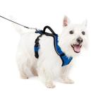 Arnês para cães PetSafe EasySport ajustável acolchoado azul pequeno