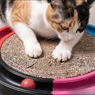 Arranhador Grande Redondo com Bolinha Interativo Antiestresse Para Gatos Brie Pet