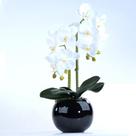 Arranjo 2 Orquídeas Artificiais Brancas em Aquário Preto Pity Arranjo 2 Orquídeas Artificiais Brancas em Aquário Preto Pity