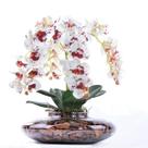 Arranjo 4 Orquídeas Artificiais Tigre em Terrário Incolor Vicky Arranjo 4 Orquídeas Artificiais Tigre em Terrário Incolor Vicky