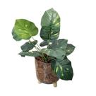 Arranjo de flor Jiboia Artificial em Vaso de Plástico