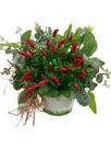 Arranjo de flores de pimenta